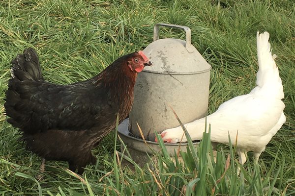 Free Range chickens and eggs