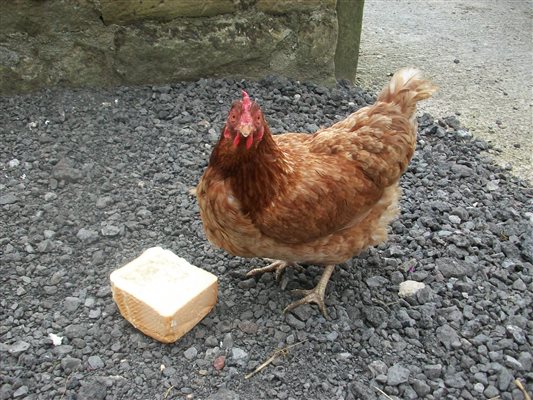 Fresh eggs from Happy hens