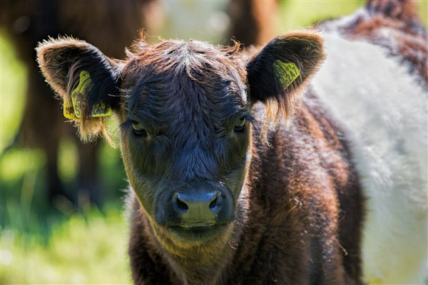 Belted Galloway Calf