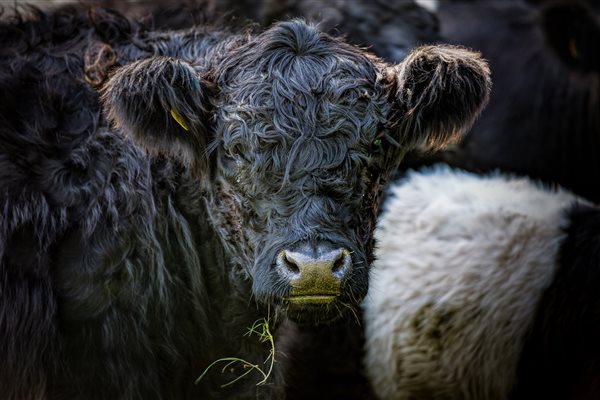 Belted Galloway