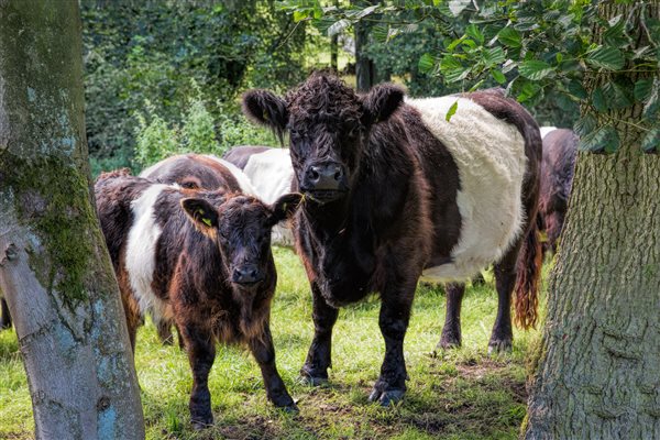 Belties