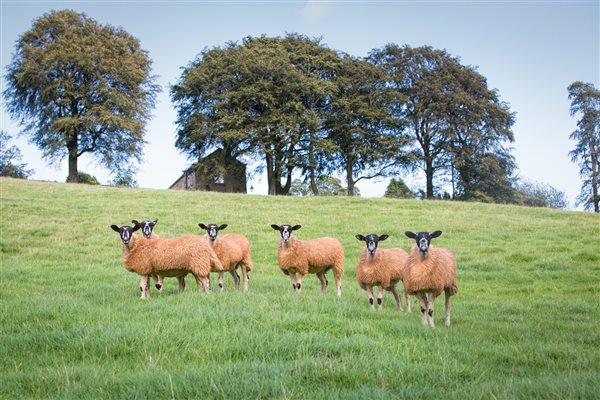 Mule ewe lambs