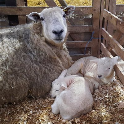 Baby Lambs