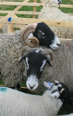 Swaledale sheep