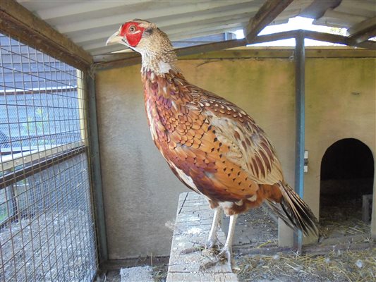 rescued pheasant on farm