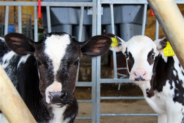 farm calves help feed 