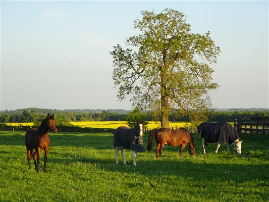 Guests horses grazing at Hornton Grounds
