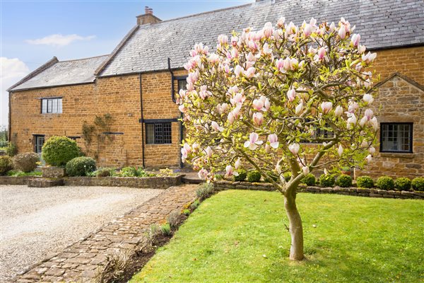 magnolia in bloom