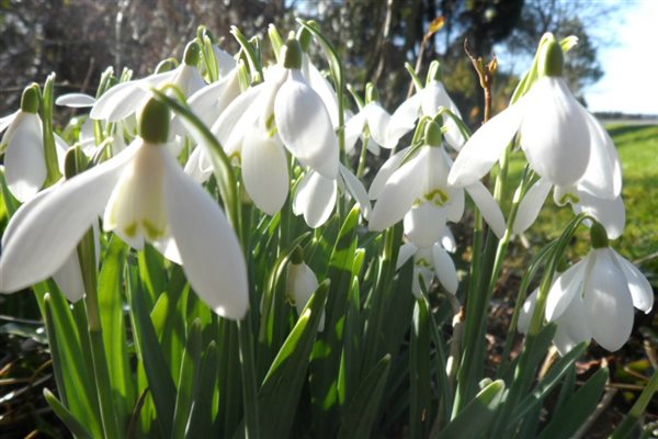 Visit January and February to see our impressive collection of snowdrops