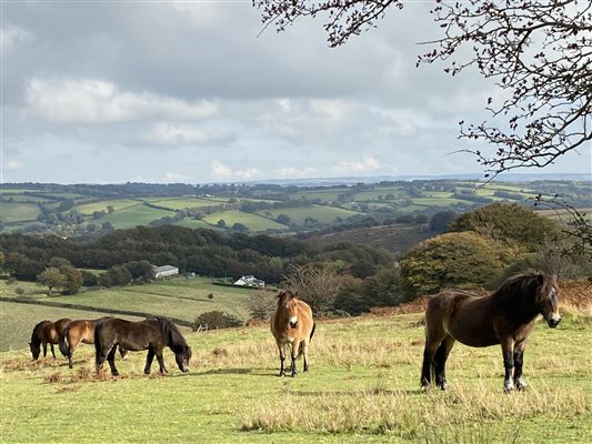 Exmoor ponies with countryside views