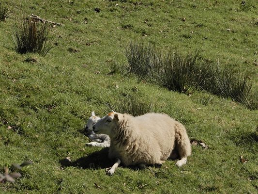 Mother and lamb