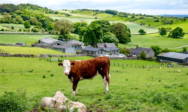 cow with view overlooking Hoe Grange Farm 