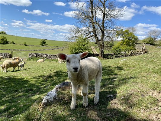 sheep in field 