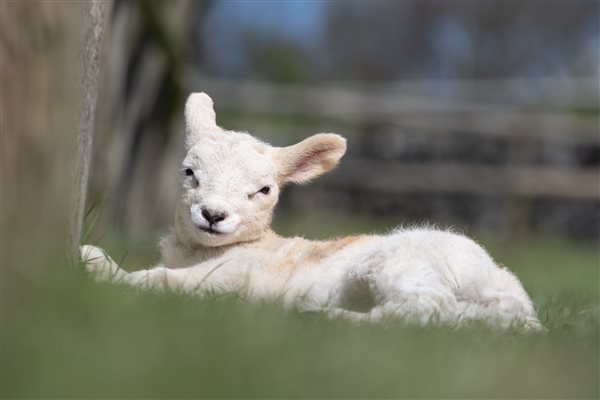 lamb in field 