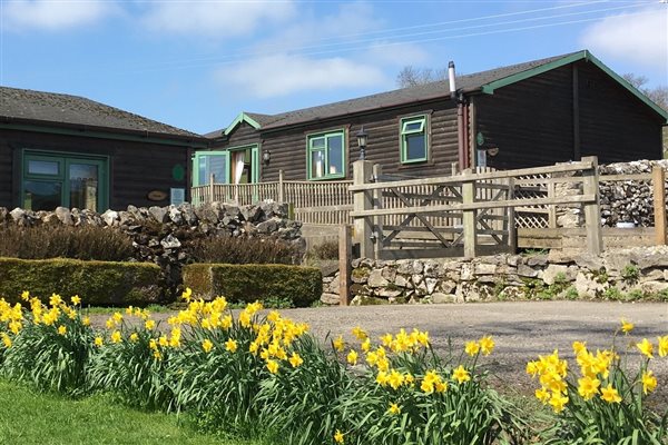 Hipley cabin with daffodils 