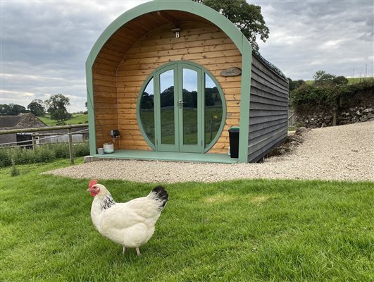glamping pod with chicken