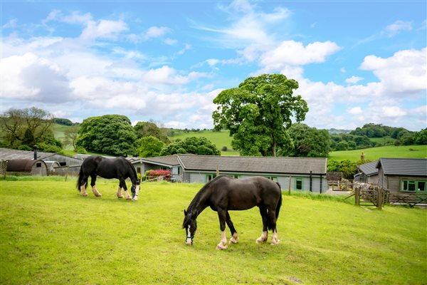 bring your horse on holiday - grazing paddocks and stables 
