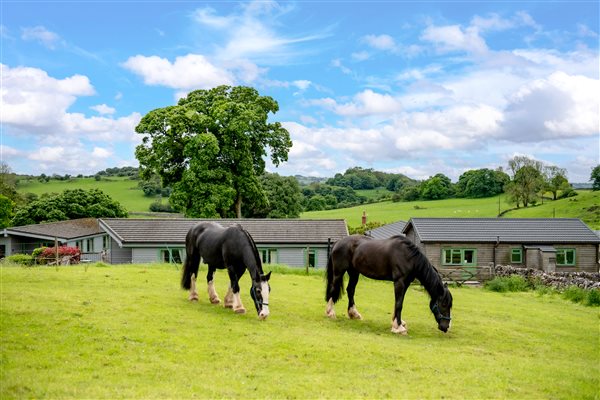 two horses grazing in a paddock by the log cabins 