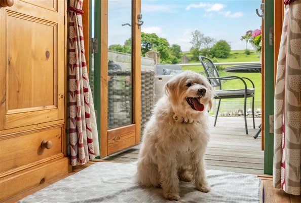dog in doorway of log cabin 