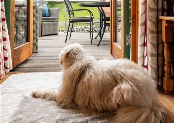 dog lying in doorway - dog-friendly log cabins 