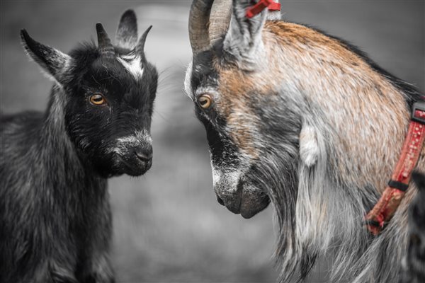 meet the goats