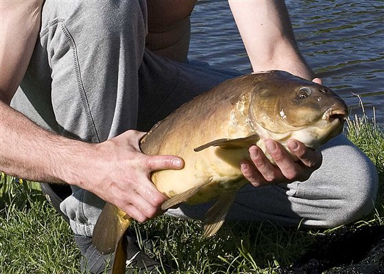 Carp at Goose Green Farm