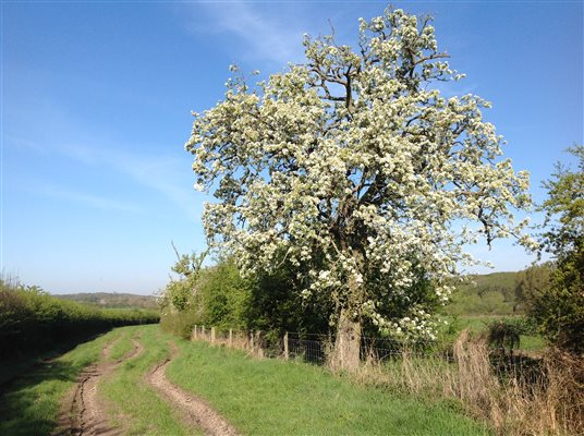 Wildlife Walk