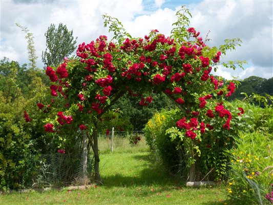 Rose arch