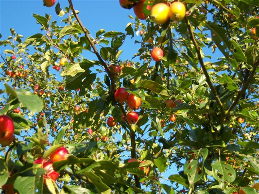 Crabapple tree