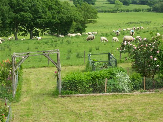 alt text sheep on the farm