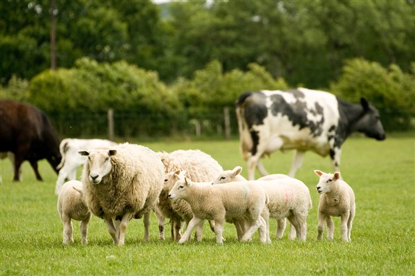 oaklands farm