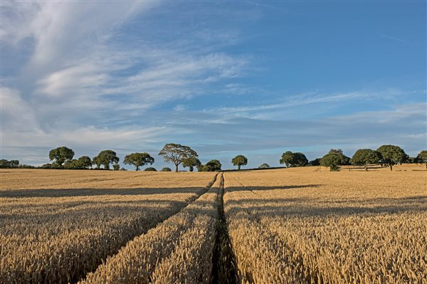 corn field near oaklands