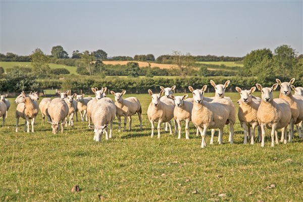 working farm stay derbyshire