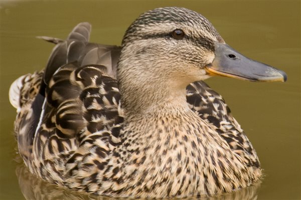 duck