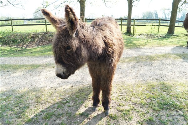 Donkey - Hucklesbrook Farm - New Forest Holiday Cottages