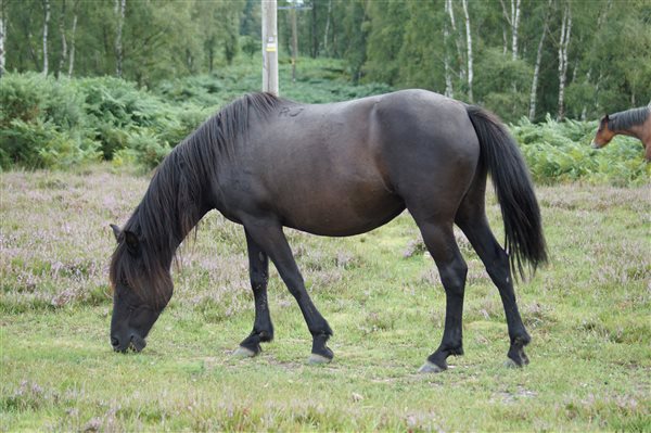 Horses - Hucklesbrook Farm - New Forest Holiday Cottages