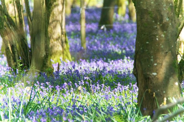 Bluebell woods - Hucklesbrook Farm - New Forest Holiday Cottages