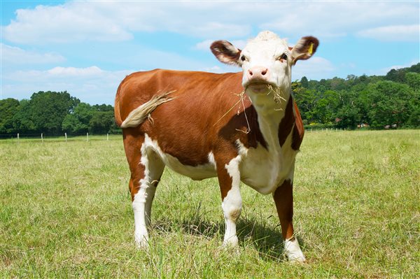 Cattle - Hucklesbrook Farm - New Forest Holiday Cottages