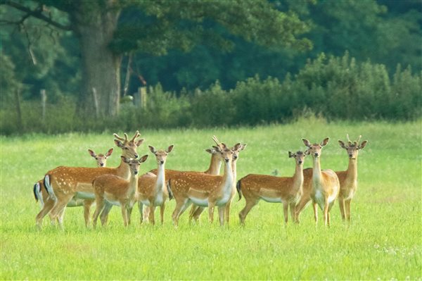 Fallow Deer - Hucklesbrook Farm - New Forest Holiday Cottages