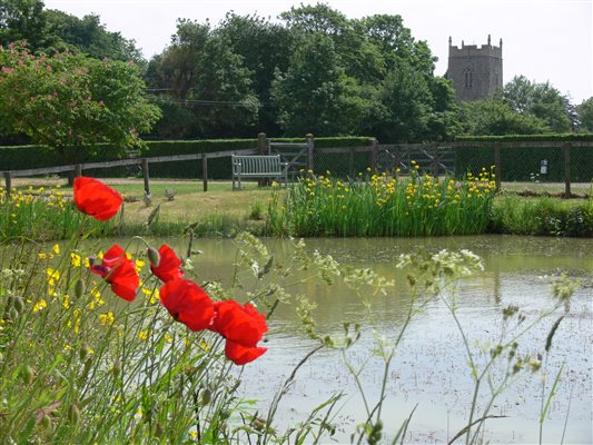 Poppies