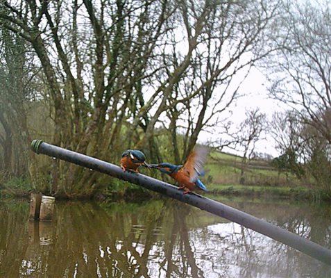 Compton Pool Kingfishers