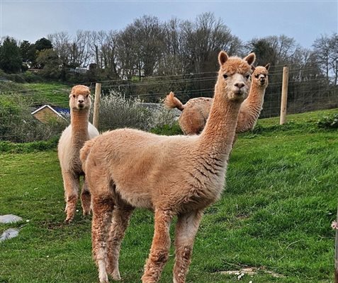 Alpacas at Compton Pool
