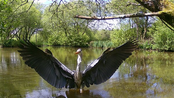 Heron at the lakes