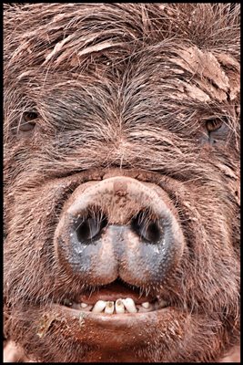 William the pig