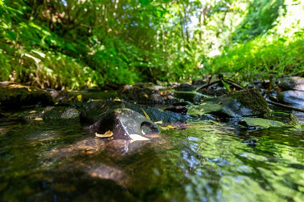 stream