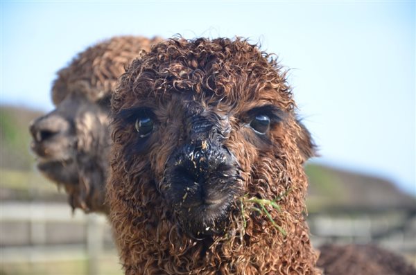 Alpacas