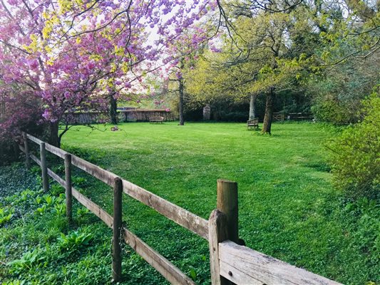 Woodland garden cherry blossom