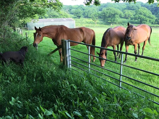 horses