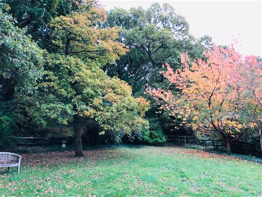Woodland garden in autumn