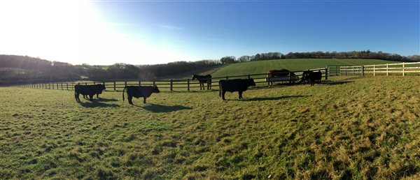 herd of dexter cattle